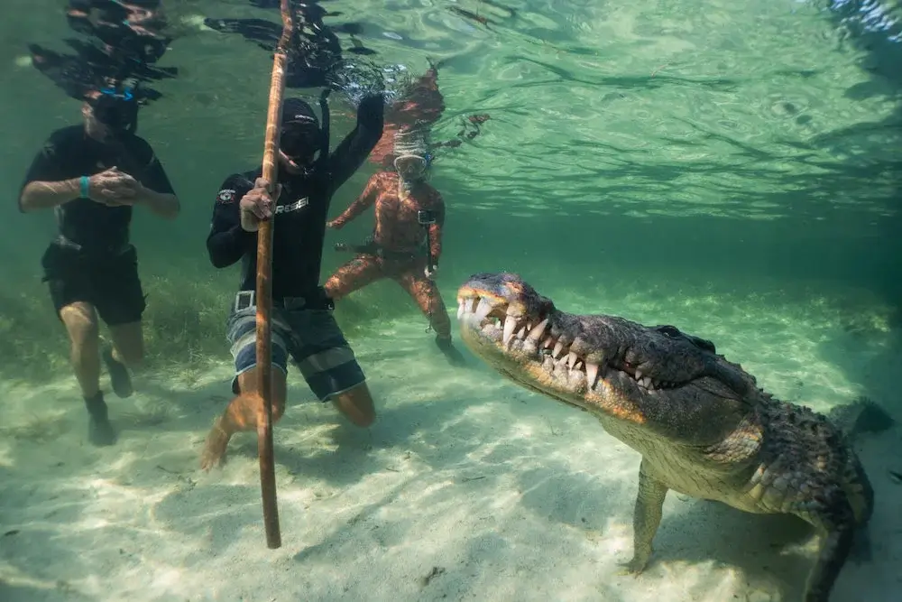 banco chinchorro diving crocodile